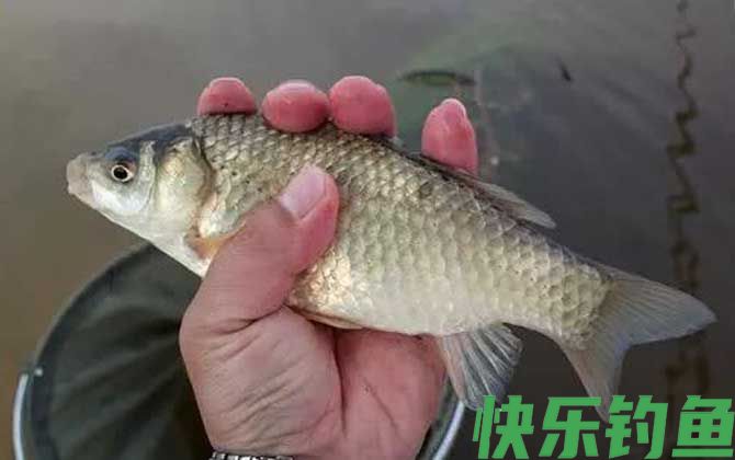 水库野钓鲫鱼如何打窝？(图4)