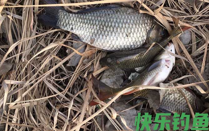 水库野钓鲫鱼如何打窝？(图1)