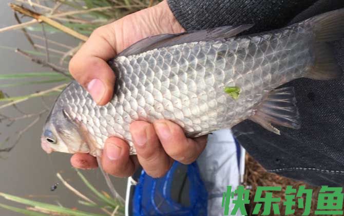 水库野钓鲫鱼如何打窝？(图2)