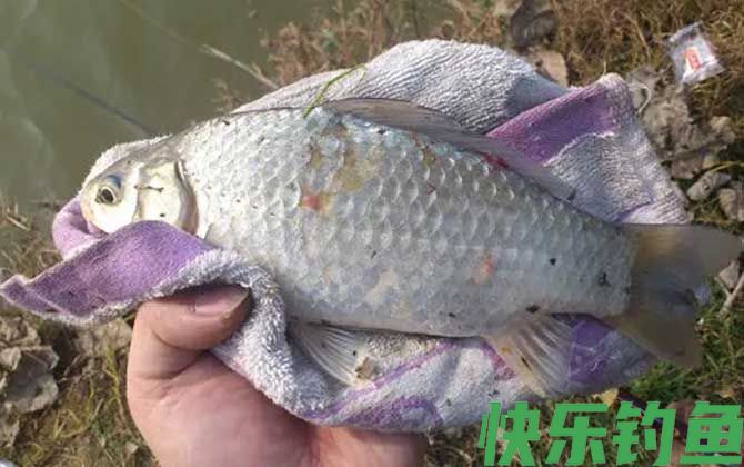 蚯蚓钓鲫鱼最佳挂钩方法(图3)
