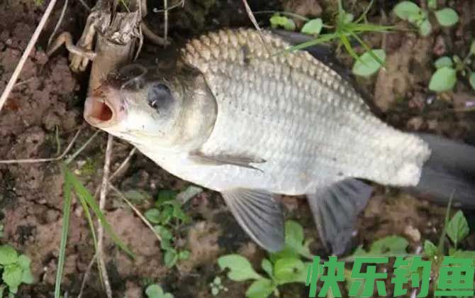 蚯蚓钓鲫鱼最佳挂钩方法(图4)