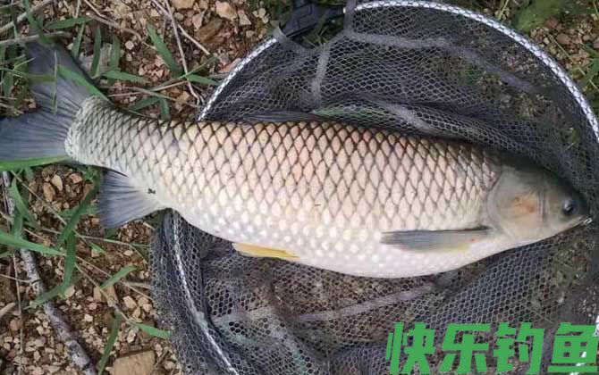 钓草鱼绝招及方法(图1)