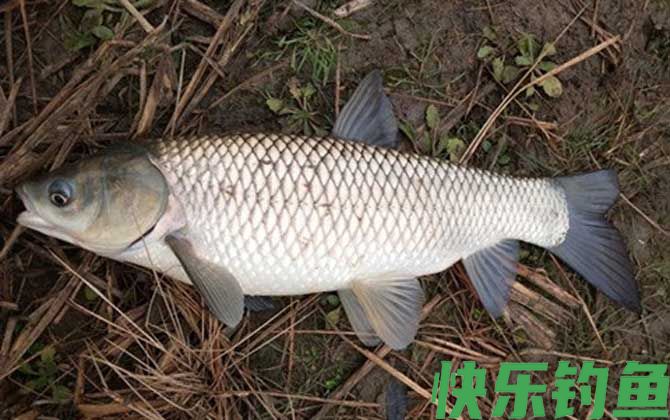 钓草鱼绝招及方法(图3)