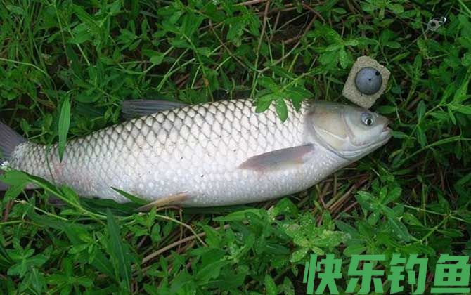 钓草鱼绝招及方法(图6)