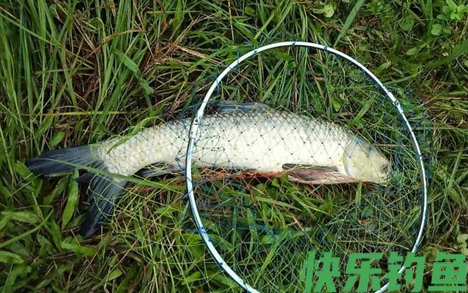 钓草鱼绝招及方法(图7)
