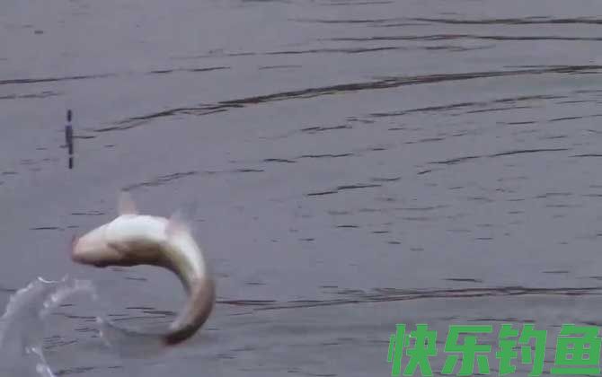 冬季钓鱼用传统钓好还是台钓好？(图2)