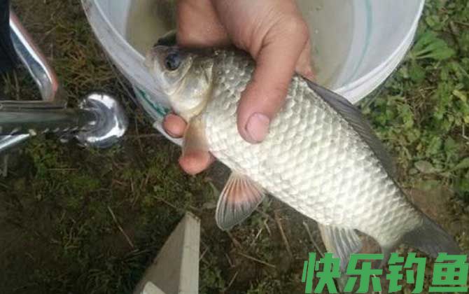 夏季钓鱼小鱼太多怎么钓大鱼？(图3)