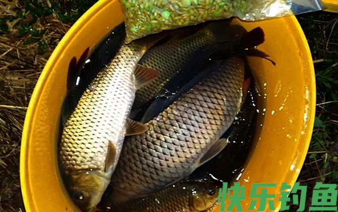 夏季钓鱼小鱼太多怎么钓大鱼？(图4)