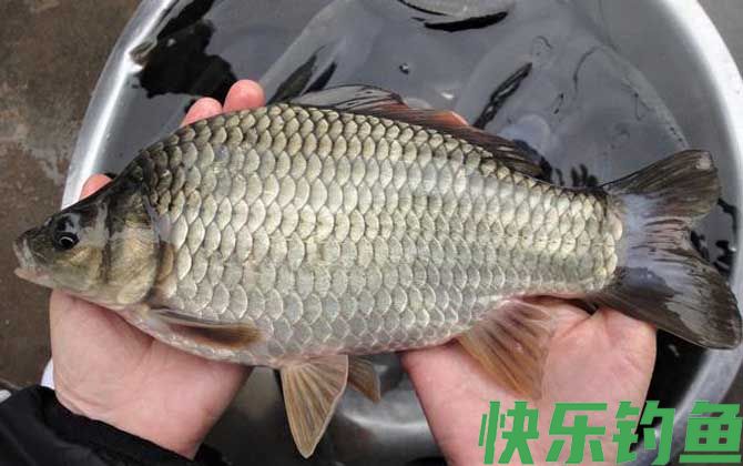 水库钓鲫鱼技巧及注意事项(图3)
