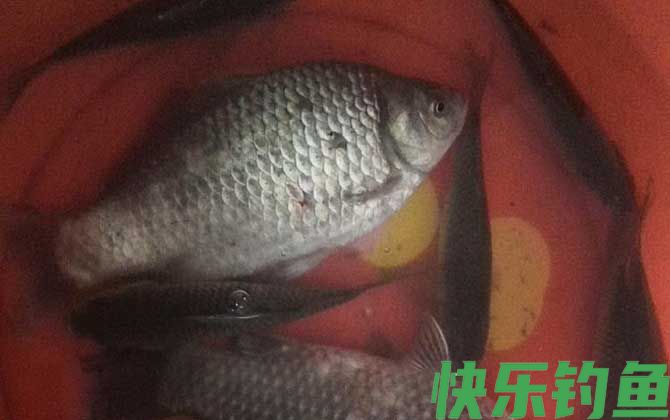 水库钓鲫鱼技巧及注意事项(图5)