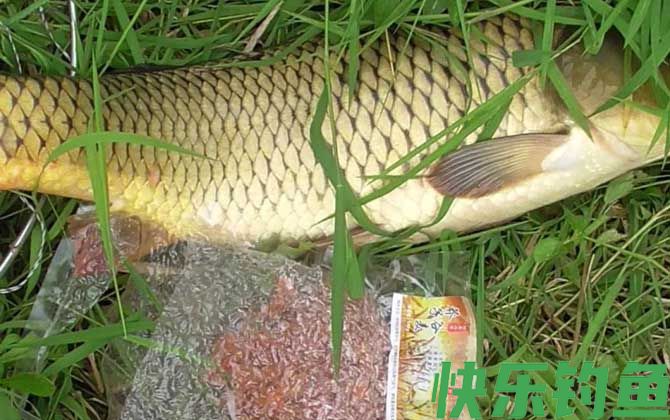 浑水钓鱼怎么钓上鱼快？(图4)