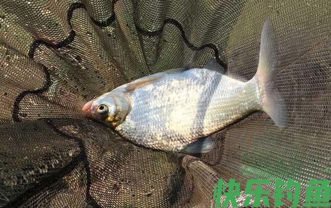 浑水钓鱼怎么钓上鱼快？(图3)
