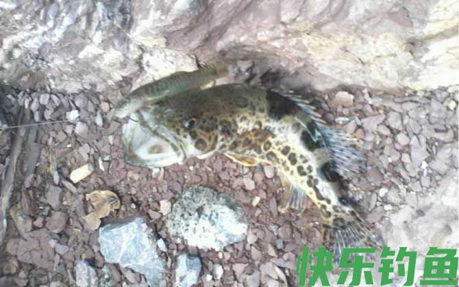 钓桂鱼的最佳时间(图3)
