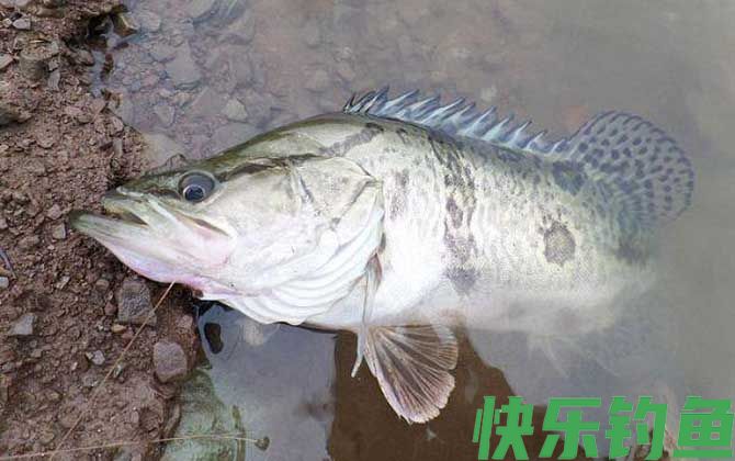 钓桂鱼的最佳时间(图2)
