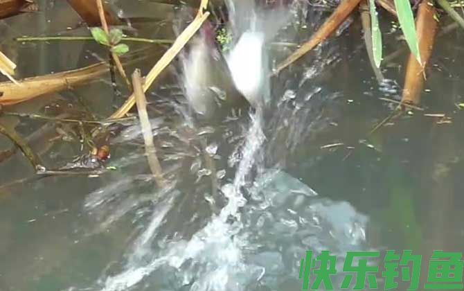 钓鲫鱼带钩调漂的正确方法(图5)