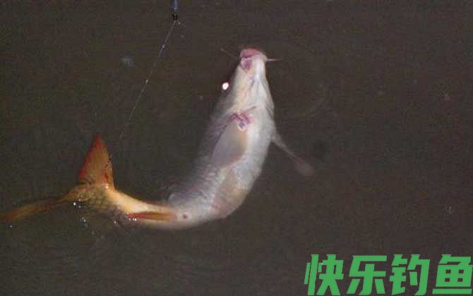 春季钓鲤鱼技巧及注意事项(图5)
