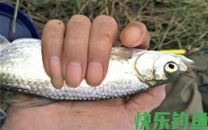 钓白条鱼如何打窝聚鱼？(图2)