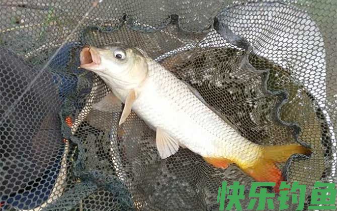 野钓鲤鱼怎么调漂最好？(图4)