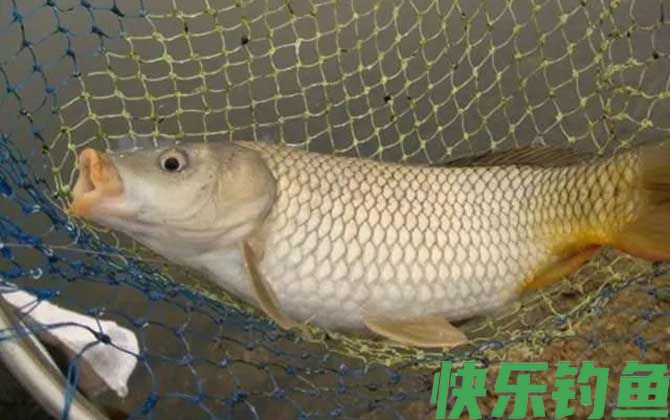 野钓大鲤鱼最简单的方法(图2)