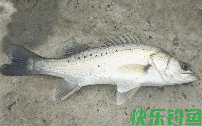 钓鲈鱼的绝招及注意事项(图2)