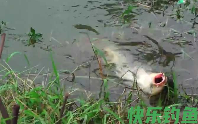 五月钓鱼钓深水还是浅水？(图1)
