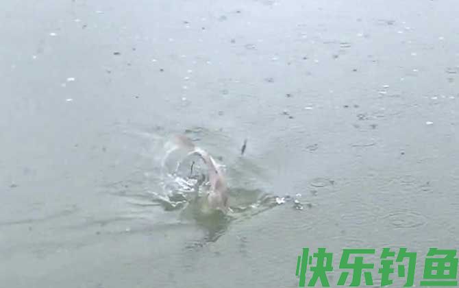 五月钓鱼钓深水还是浅水？(图2)