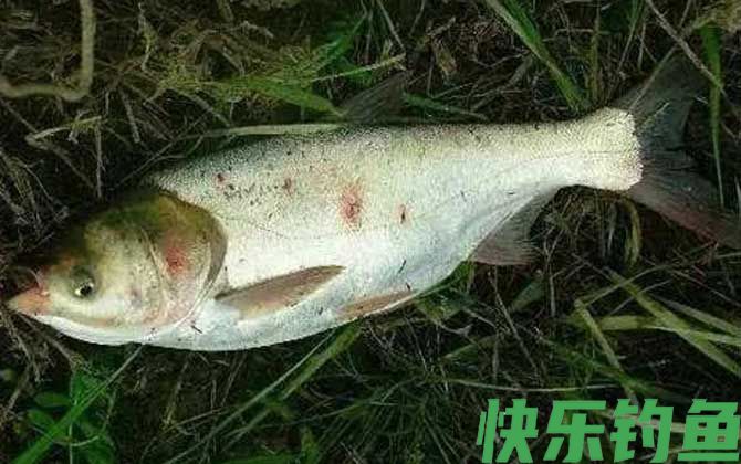 钓鱼漂相口诀及提竿时机(图7)