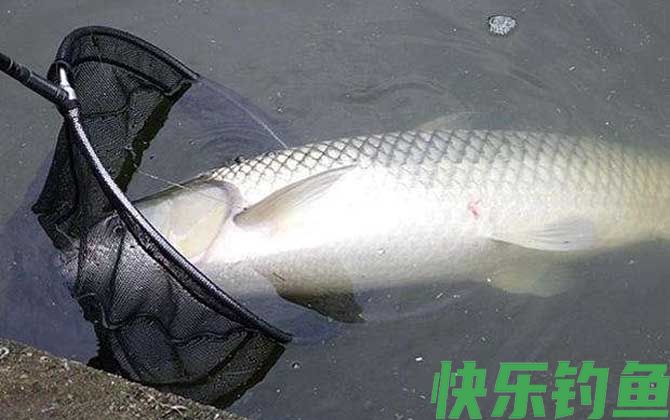 钓鱼漂相口诀及提竿时机(图5)