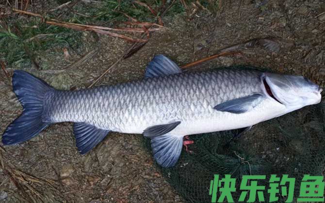 钓鱼漂相口诀及提竿时机(图6)