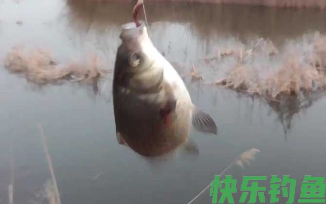 早上几点钓鱼最合适？(图4)