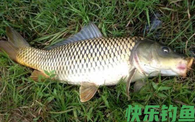 钓鱼漂相口诀及提竿时机(图2)