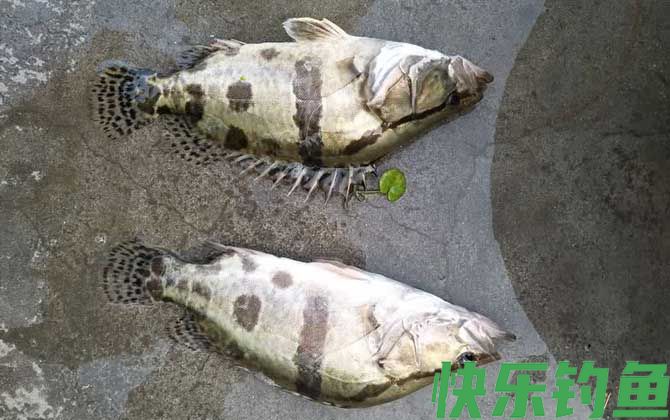 夏天为什么钓不到鳜鱼？(图1)
