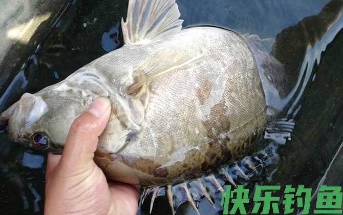 夏天为什么钓不到鳜鱼？(图3)