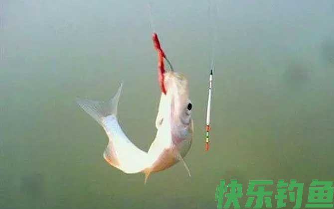 蚯蚓钓鱼压不下漂怎么办？(图4)