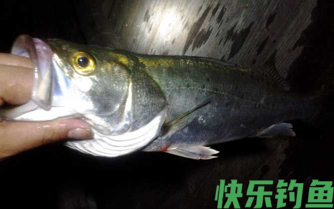 钓鲈鱼是浮钓还是沉底？(图1)