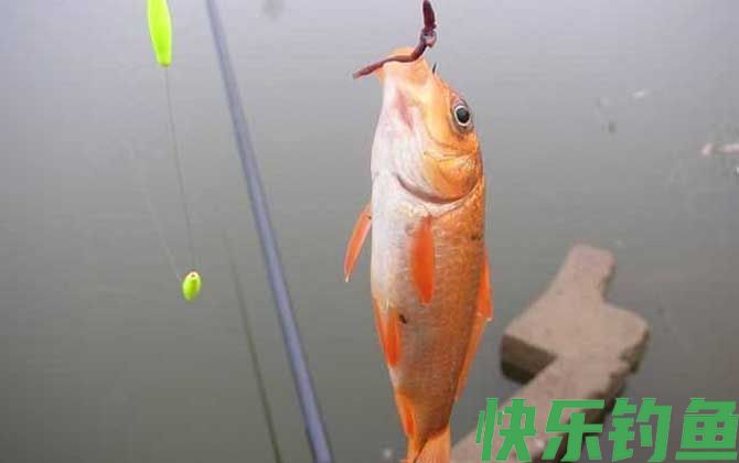 秋季蚯蚓钓鲫鱼技巧及注意事项(图1)