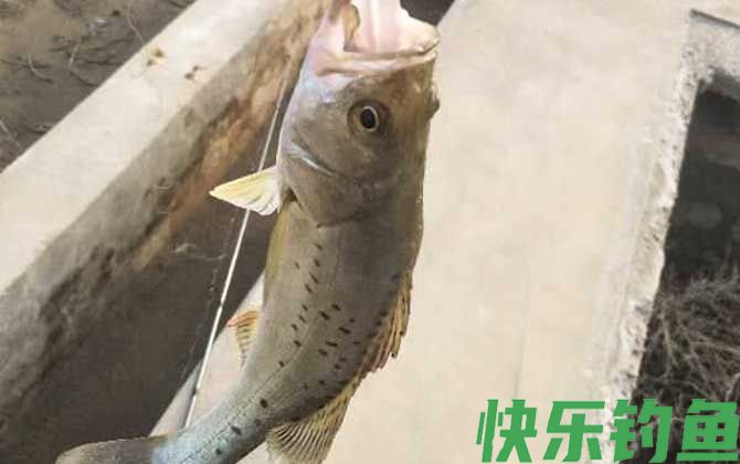路亚鲈鱼的方法和技巧(图2)