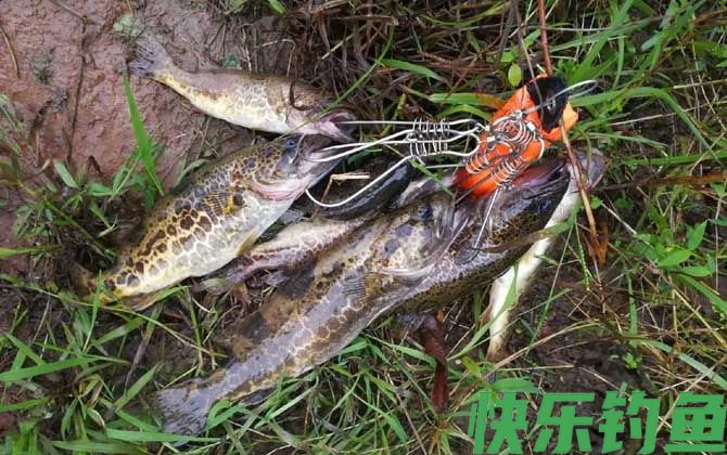 一天中钓鳜鱼最佳时间是什么时候？(图1)