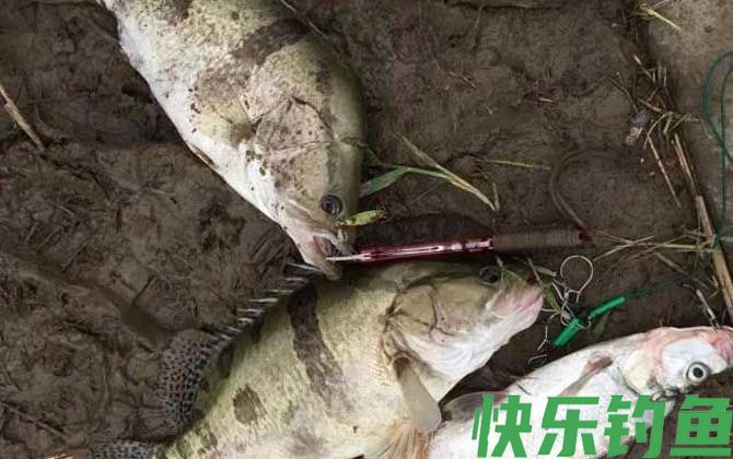 一天中钓鳜鱼最佳时间是什么时候？(图3)