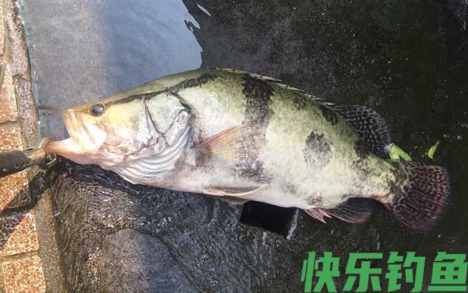 一天中钓鳜鱼最佳时间是什么时候？(图2)