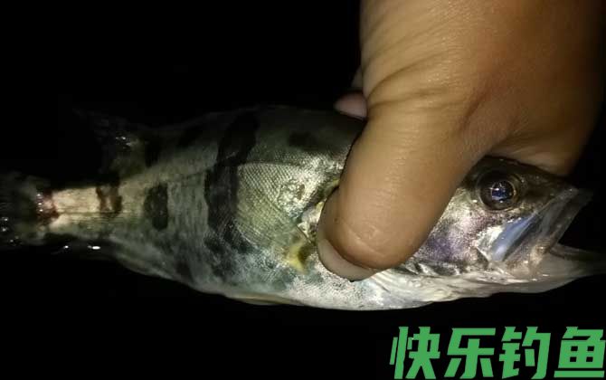 一天中钓鳜鱼最佳时间是什么时候？(图4)