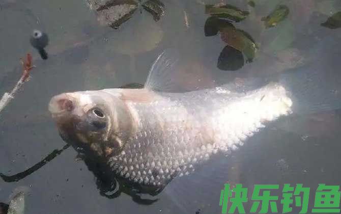 蚯蚓钓鱼全是小鱼怎么办?(图4) 蚯蚓钓鱼全是小鱼怎么办?(图4)