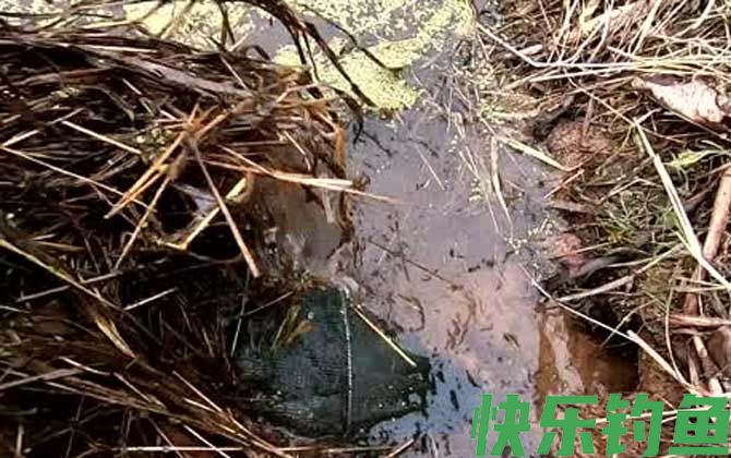地笼放在什么地方鱼比较多？(图2)
