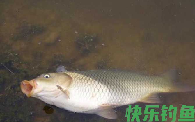 夏天钓鲤鱼的最佳时间是什么时候？(图4)