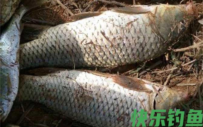 夏天钓鲤鱼的最佳时间是什么时候？(图2)