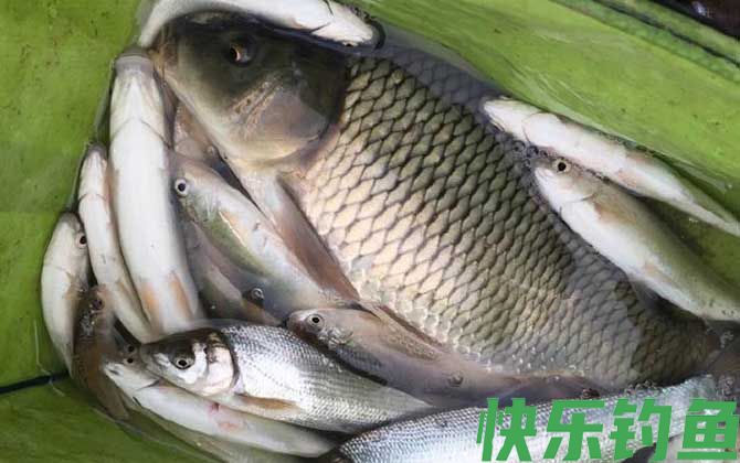 夏天钓鲤鱼的最佳时间是什么时候？(图3)