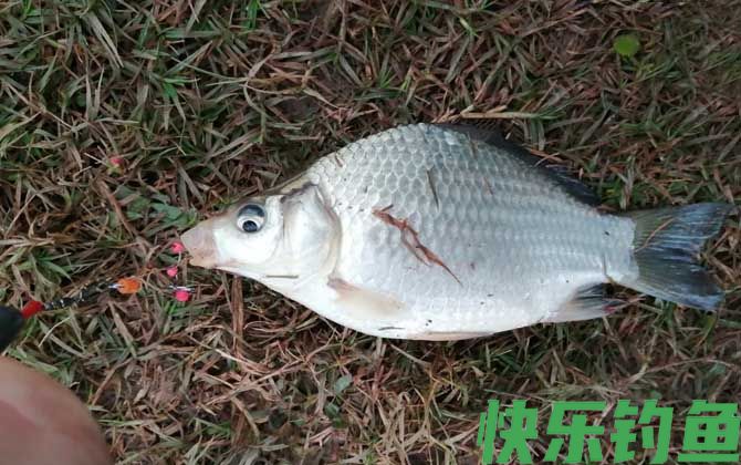 夏季涨水后怎么钓鱼？(图4)
