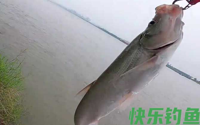 用玉米钓翘嘴怎样调漂？(图4)