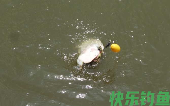 钓甲鱼要离岸多远放钩？(图1)