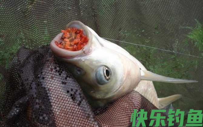 夏季钓草鱼技巧及注意事项(图6)